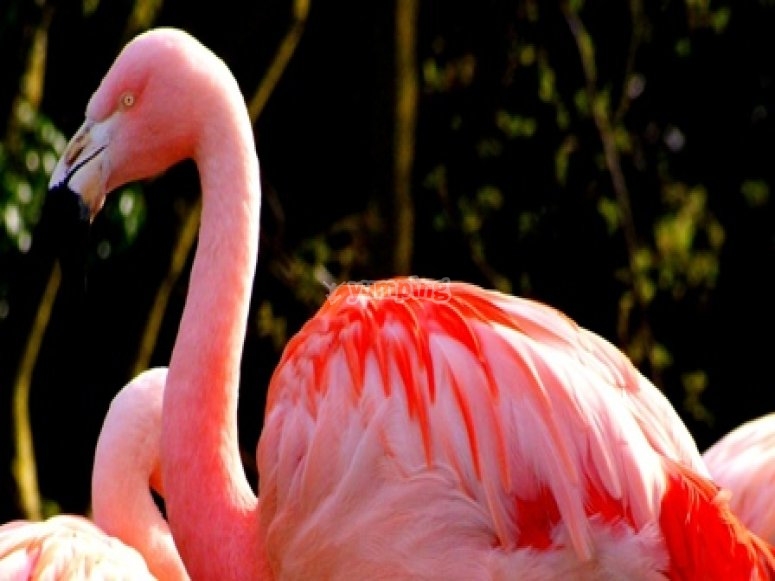 The Welsh Mountain Zoo, prices and bookings 2024